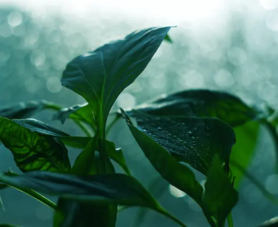 Leaves growing in the sun with water vapour on top